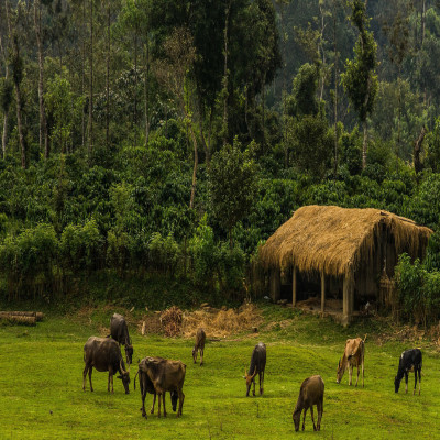 Coorg Travel Plan